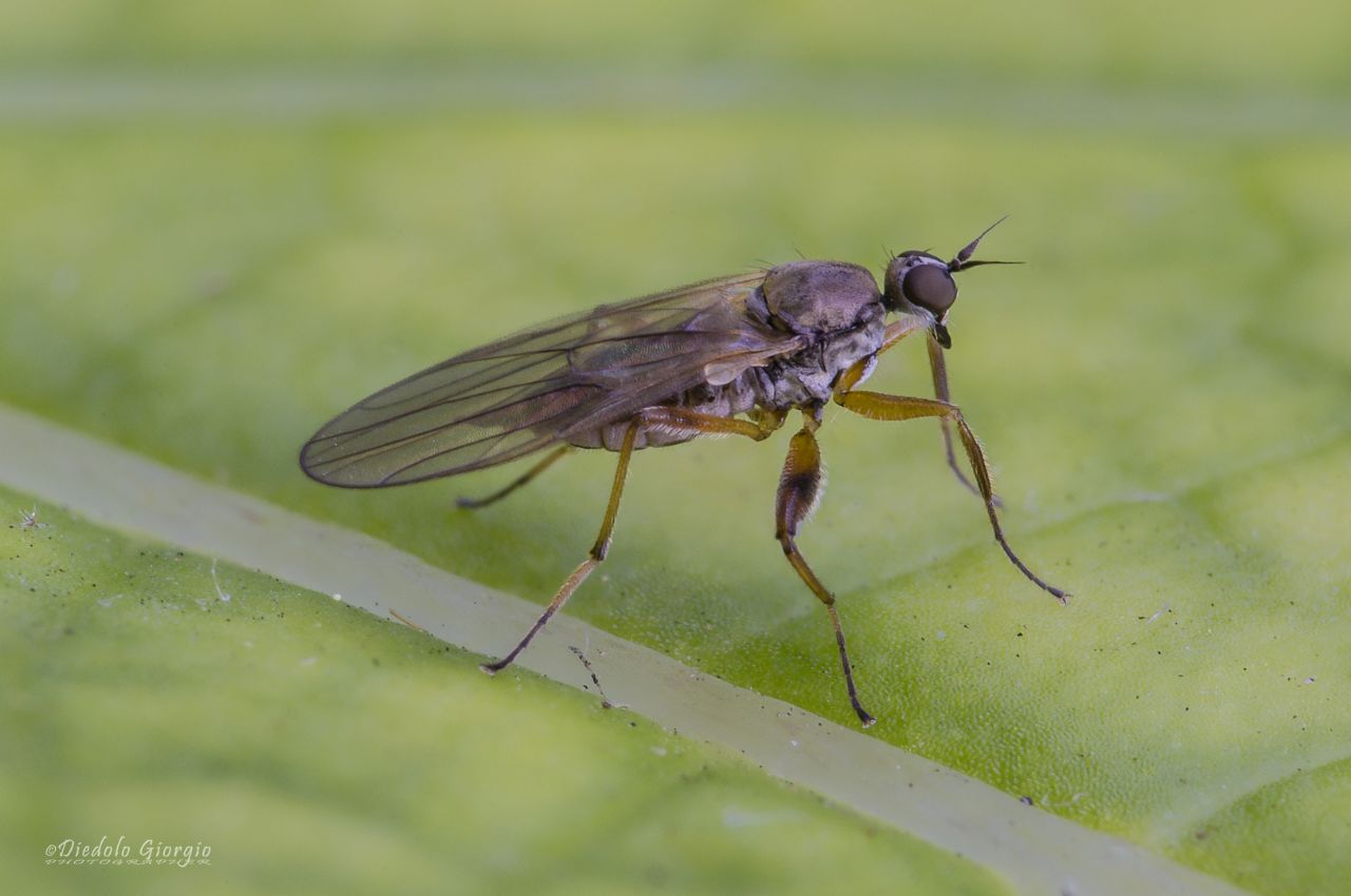 Platipalpus sp. (Hybotidae)♀ e  Stomoxys calcitrans (Muscidae)♂